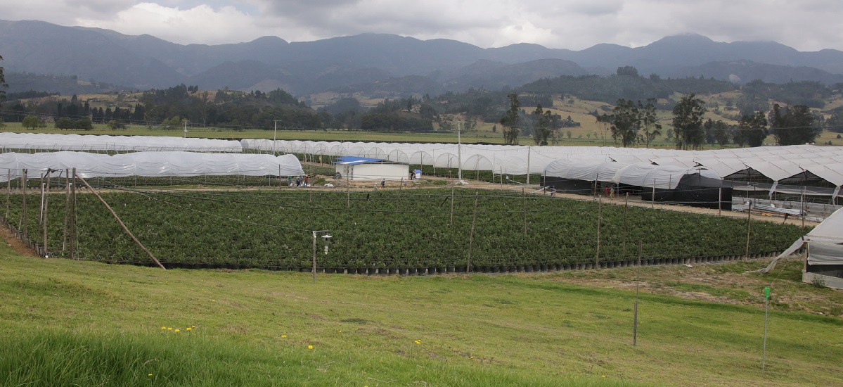 El campo colombiano se afianza como motor de la economía